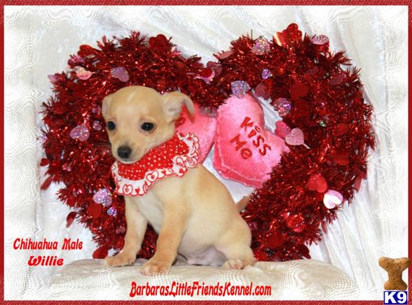 Puppies in KY
